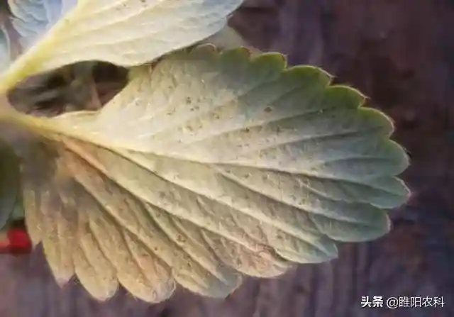 真正的杀螨小能手，对红蜘蛛卵、成螨通杀，持效期可达50天